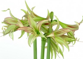 hippeastrum Emerald ® (1)